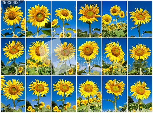 Image of Sunflowers