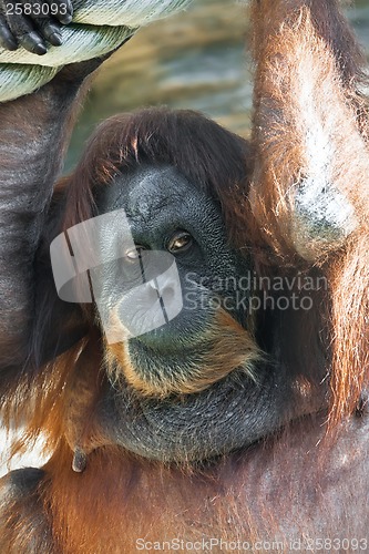 Image of Orangutan