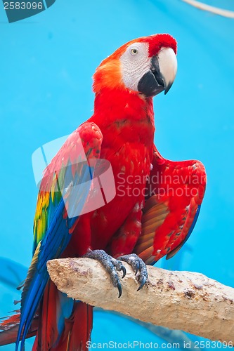 Image of Ara parrot