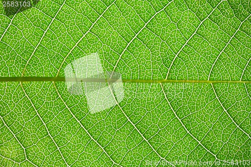 Image of Green leaf