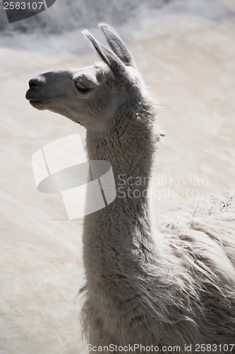 Image of Llama