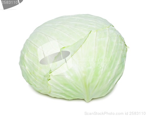 Image of Cabbage