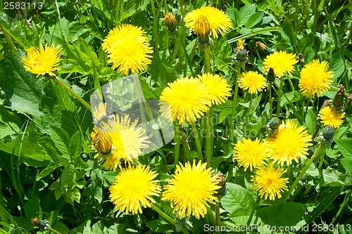 Image of Dandelion