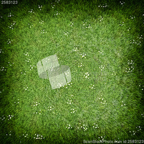 Image of Green grass lawn