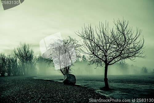 Image of Morning mist