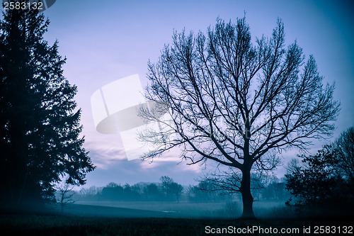 Image of Morning mist