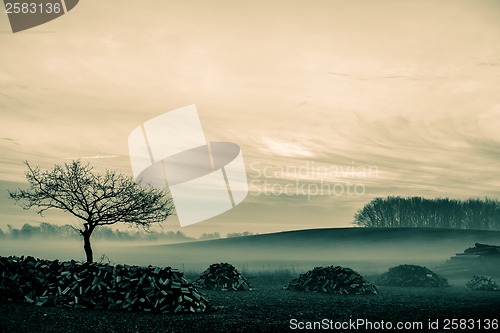 Image of Morning mist