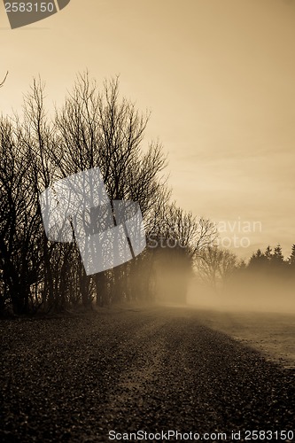 Image of Morning mist