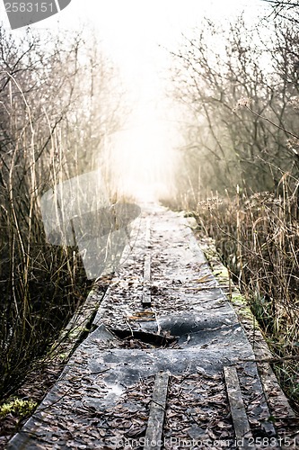 Image of Path in nature