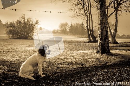 Image of Cocker Spaniel