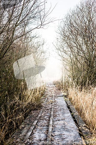 Image of Path in nature