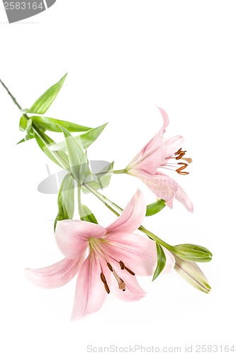 Image of Lily flower