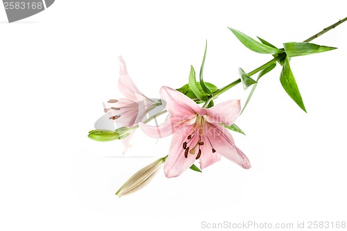 Image of Lily flower