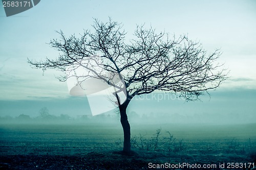 Image of Morning mist