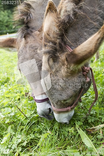 Image of two donkeys eating grass outdoor