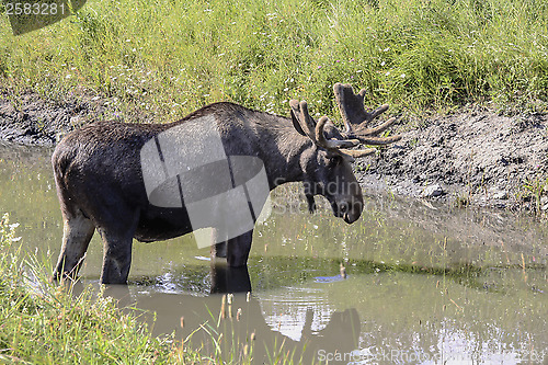 Image of moose 