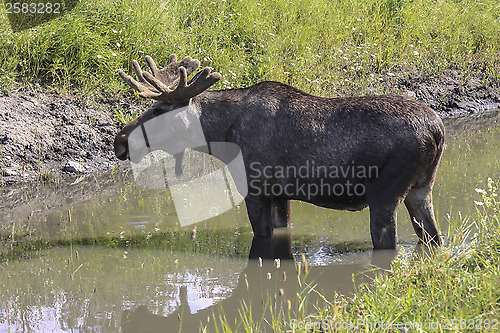 Image of moose