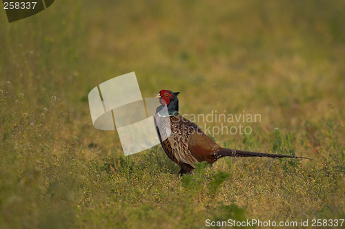 Image of Pheasant