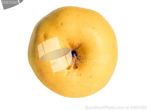 Image of Apple fruit