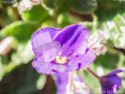 Image of Viola violet flower