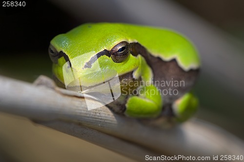 Image of Frog