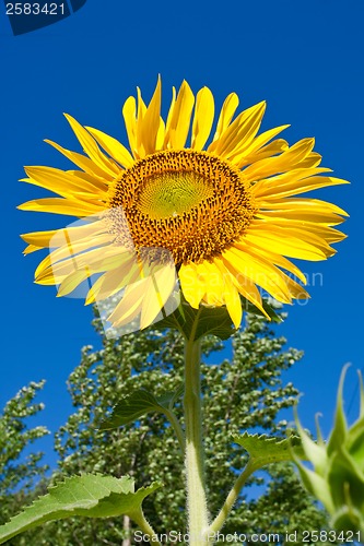 Image of Sunflower