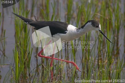 Image of Avocet