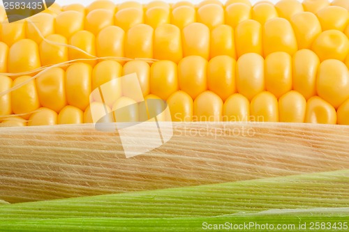 Image of Corn