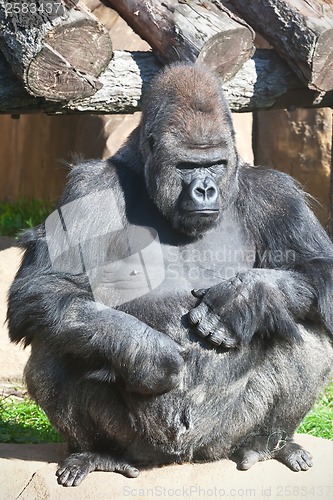 Image of Gorilla