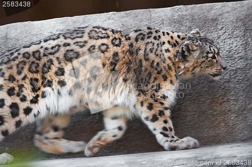 Image of Snow Leopard