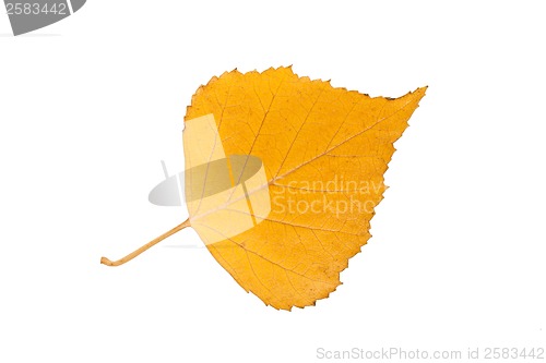 Image of Birch leaf