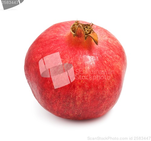 Image of Pomegranate