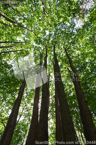 Image of Green forest