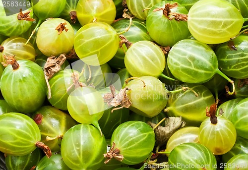Image of Gooseberries