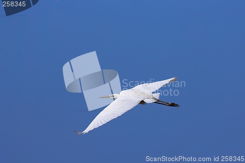 Image of Great egret