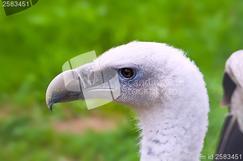 Image of White-backed Vulture