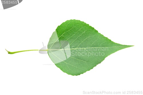 Image of Green leaf