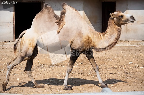 Image of Camel