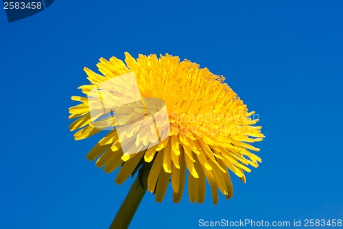 Image of Dandelion