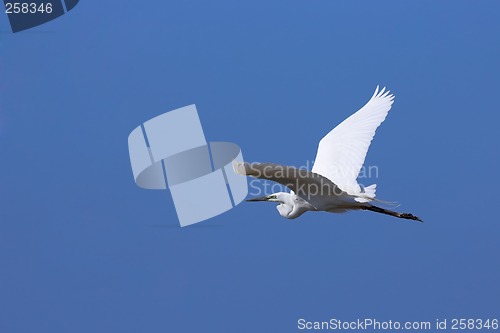Image of Great egret