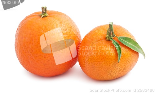 Image of Tangerines