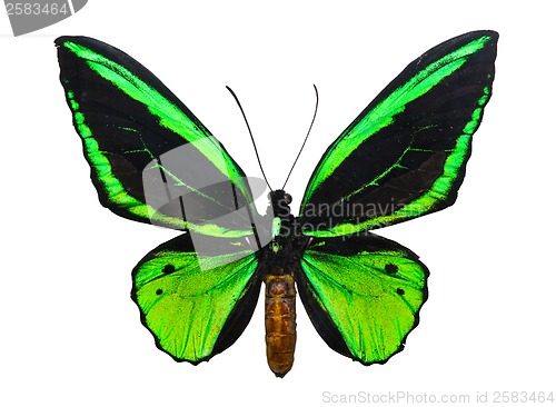 Image of Butterfly Ornithoptera priamus