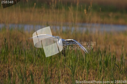 Image of Great egret