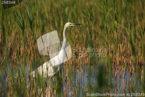 Image of Great egret