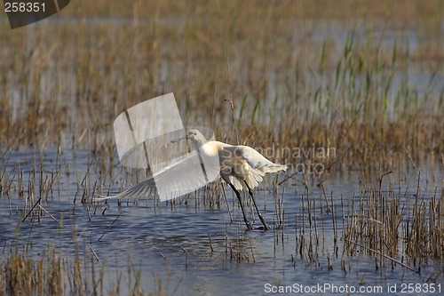 Image of Spoonbill