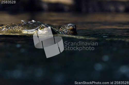 Image of Gharial