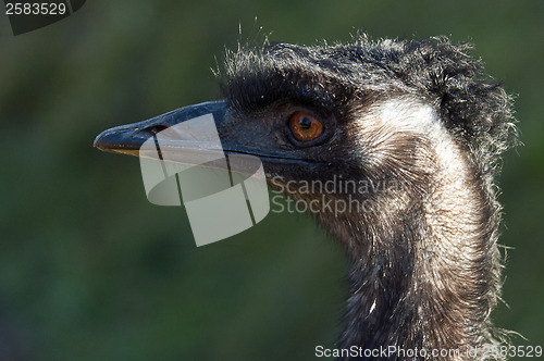 Image of Emu