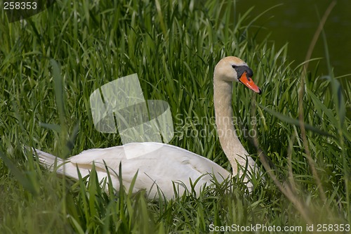 Image of Swan