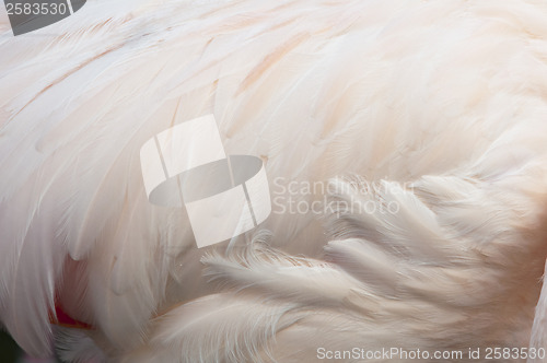 Image of Feathers of a bird