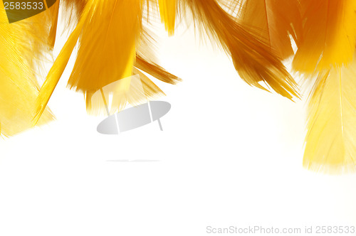 Image of Orange feathers. Easter